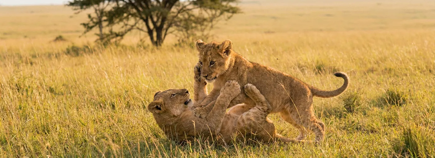 Lions Playing